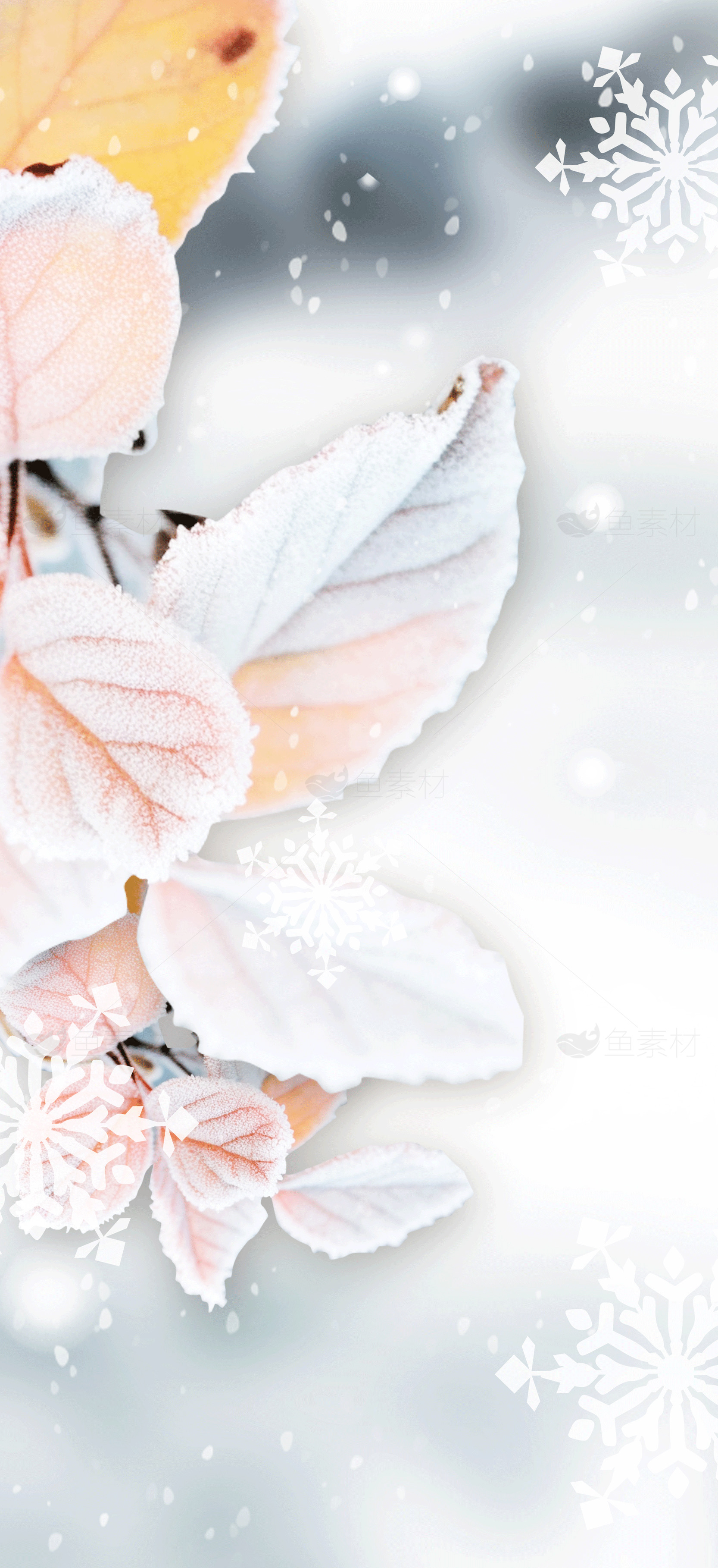 冬季冰霜叶子背景图片素材