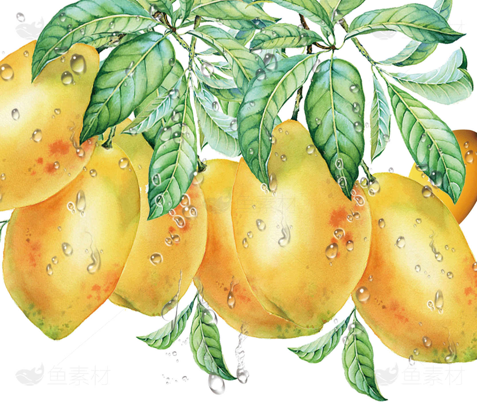 新鲜多汁的芒果插画图片素材