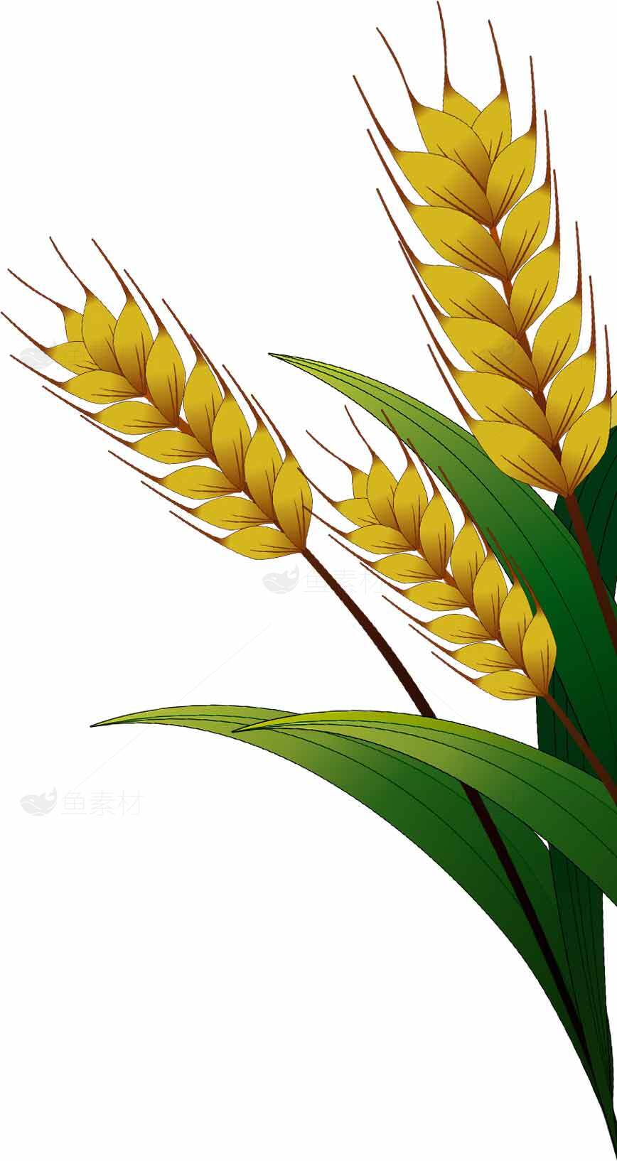 麦穗插画设计：自然与丰收的象征素材