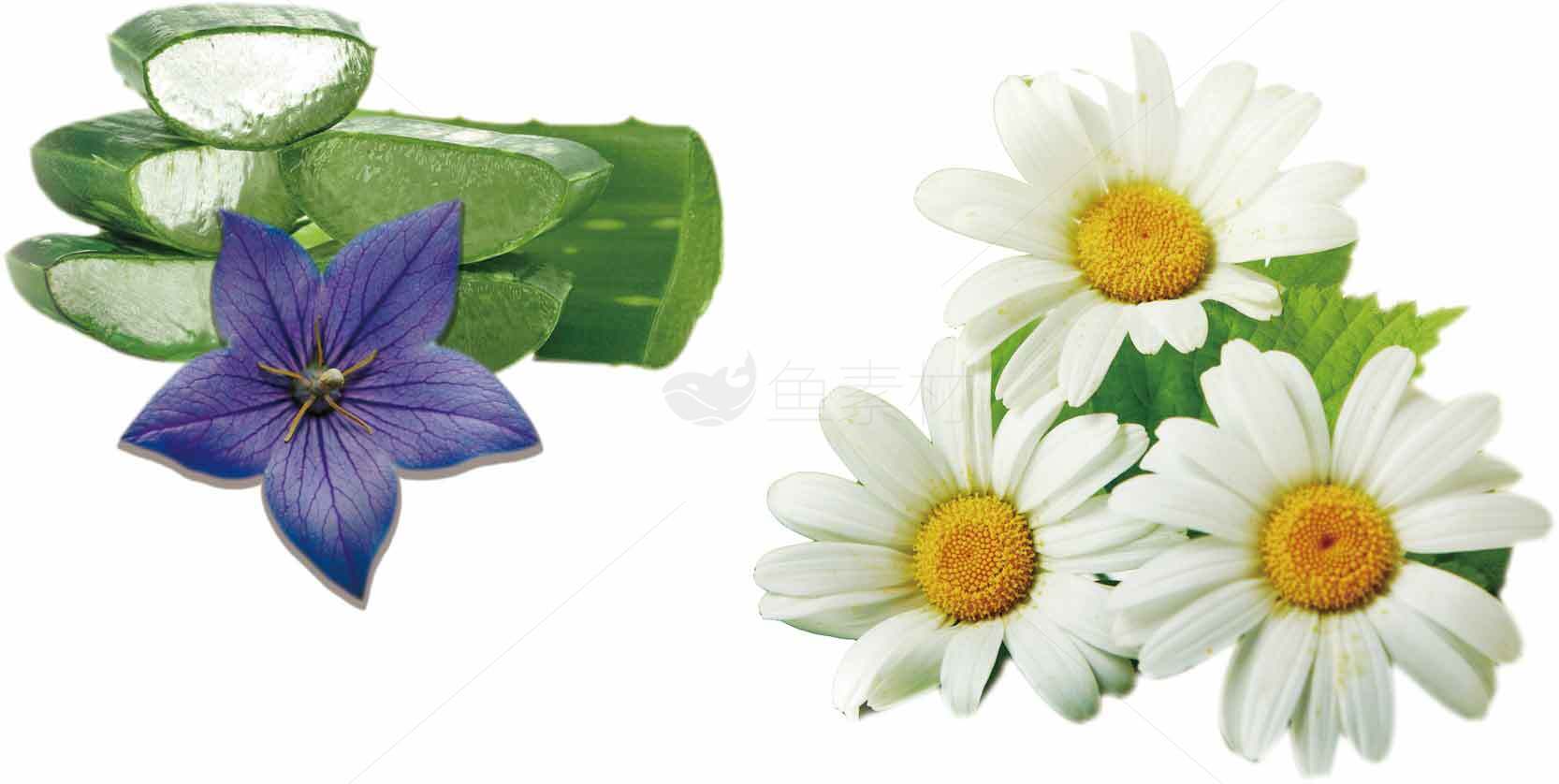 芦荟与花卉的自然护肤功效解析素材