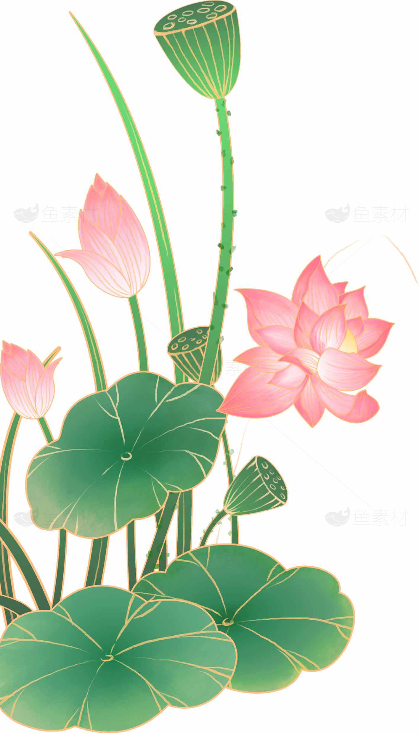 唯美荷花插画设计素材图片
