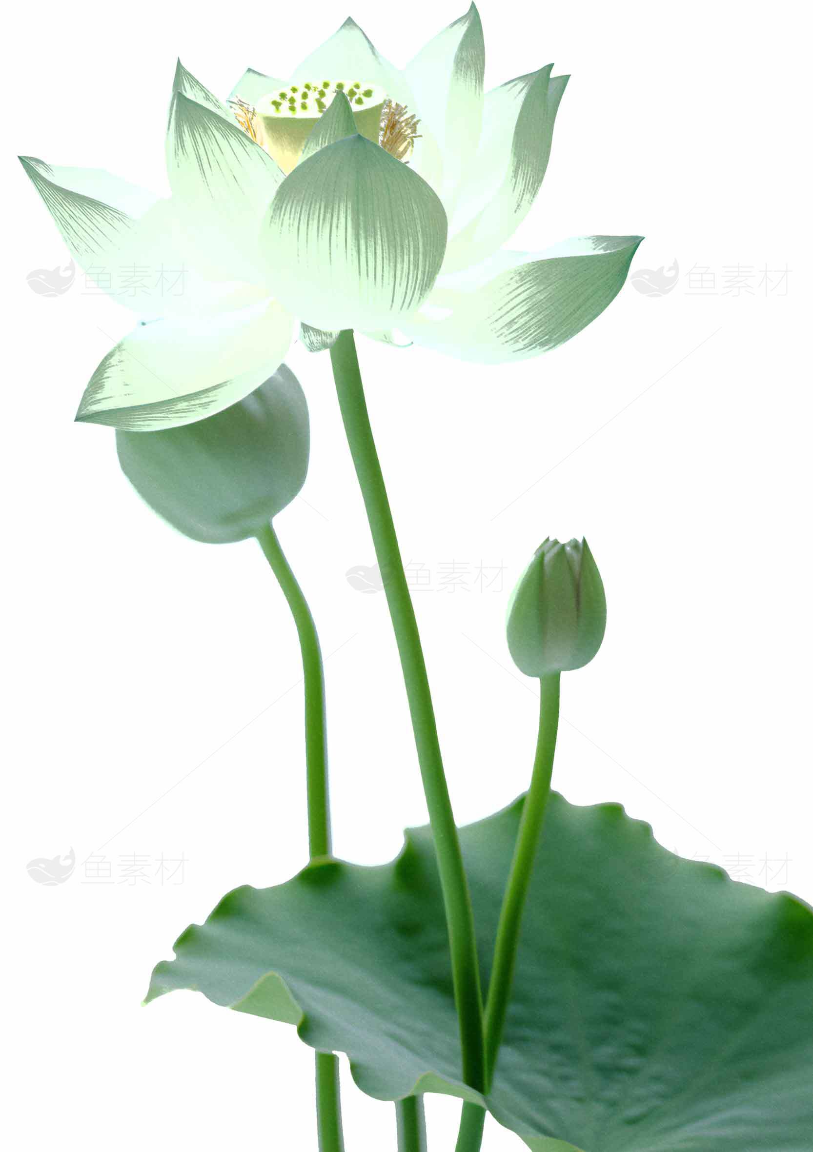 清新白莲花图片高清赏析素材