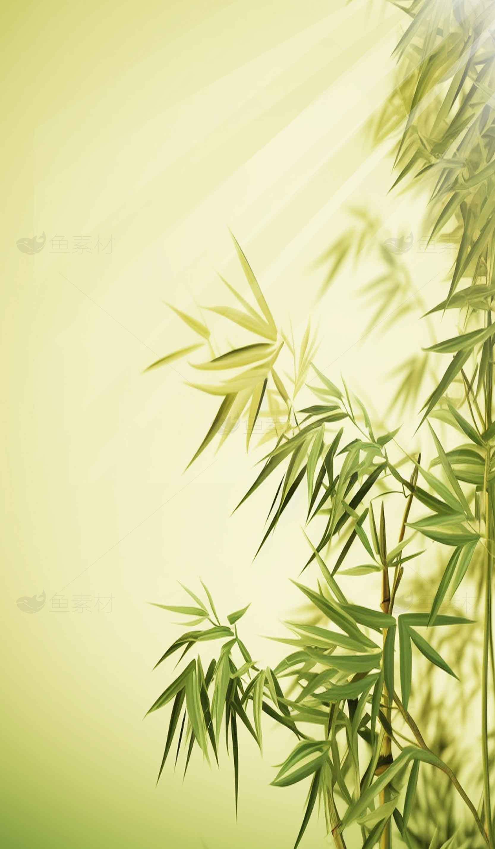 清新竹林背景图片——自然绿色意境素材