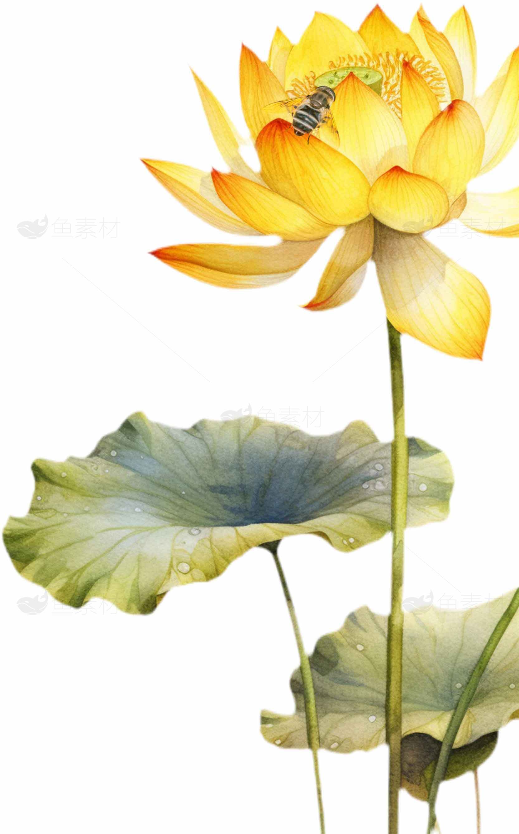 唯美手绘黄色荷花图片素材