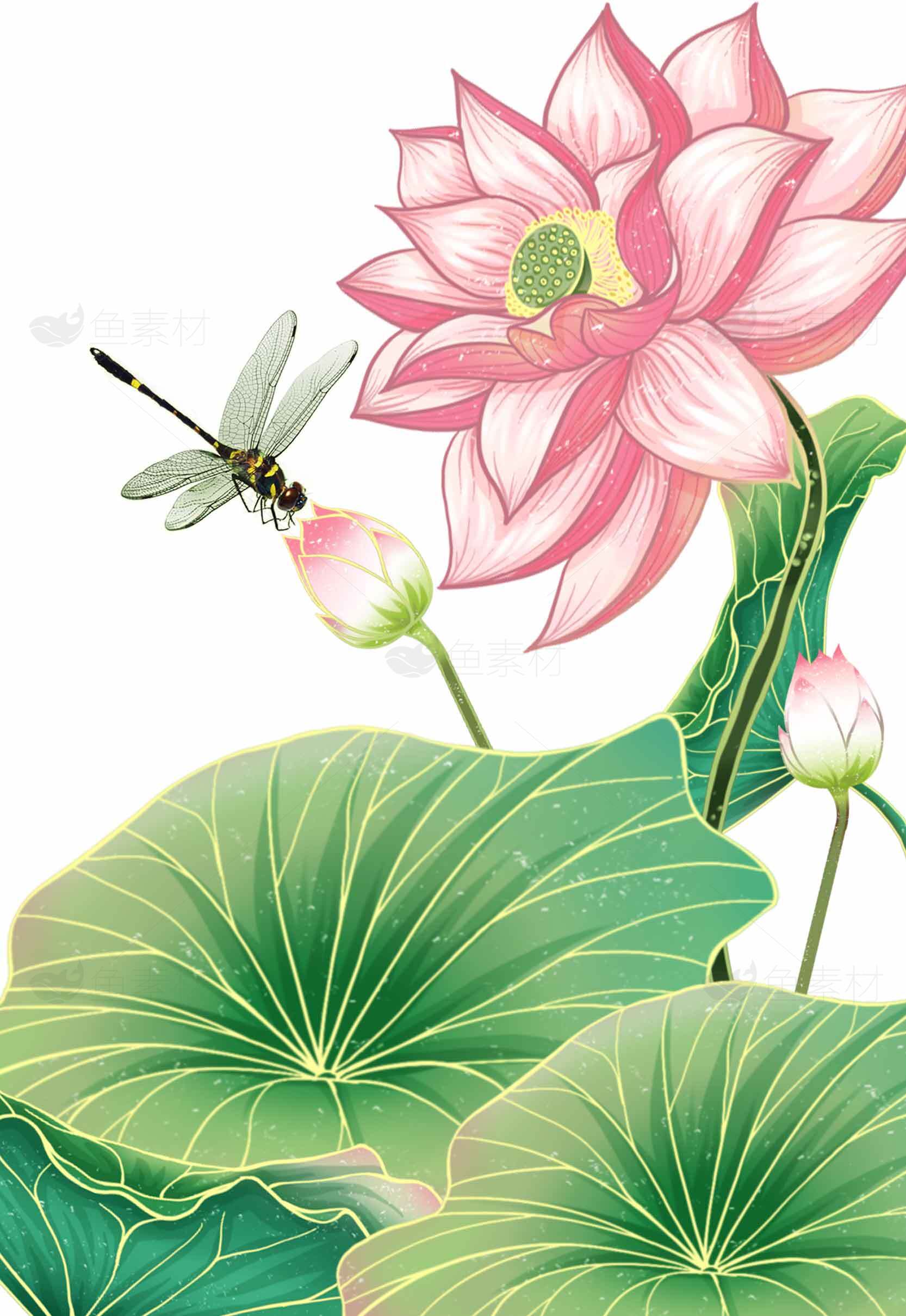 唯美荷花与蜻蜓插画图片素材