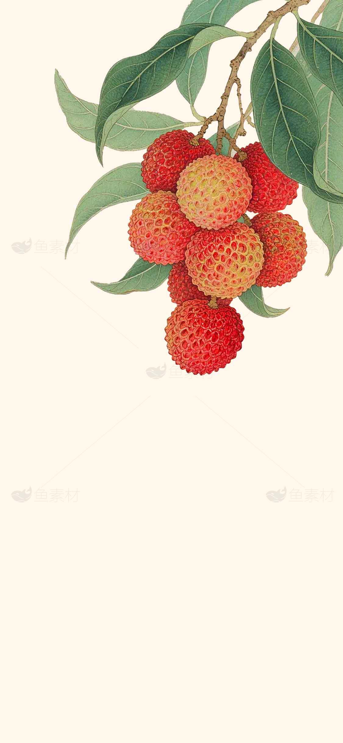 荔枝插画风格图片：清新自然果实艺术设计素材