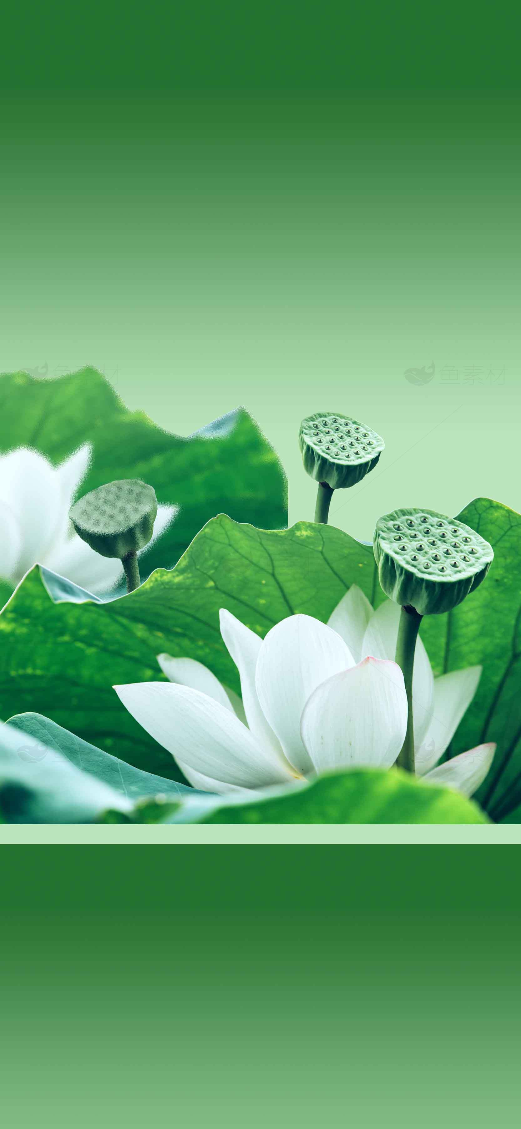 清新荷花与莲蓬的自然之美素材