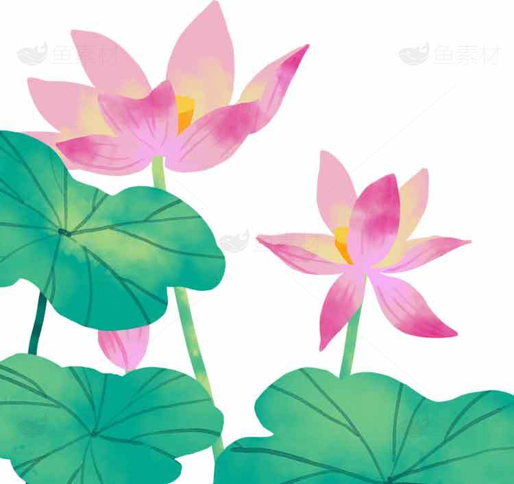 手绘荷花插画图片-清新自然风格设计素材