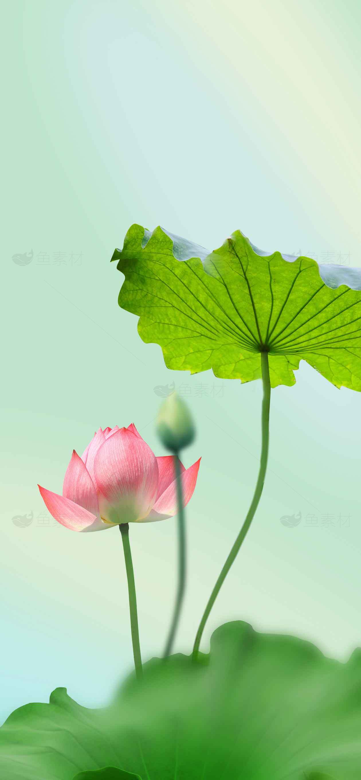 清新荷花与绿叶背景高清图片素材