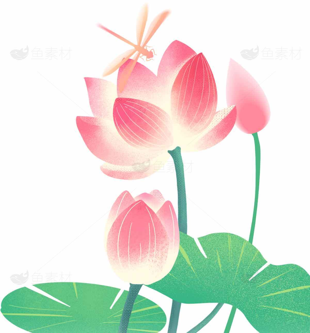 粉色荷花与蜻蜓插画设计图片素材
