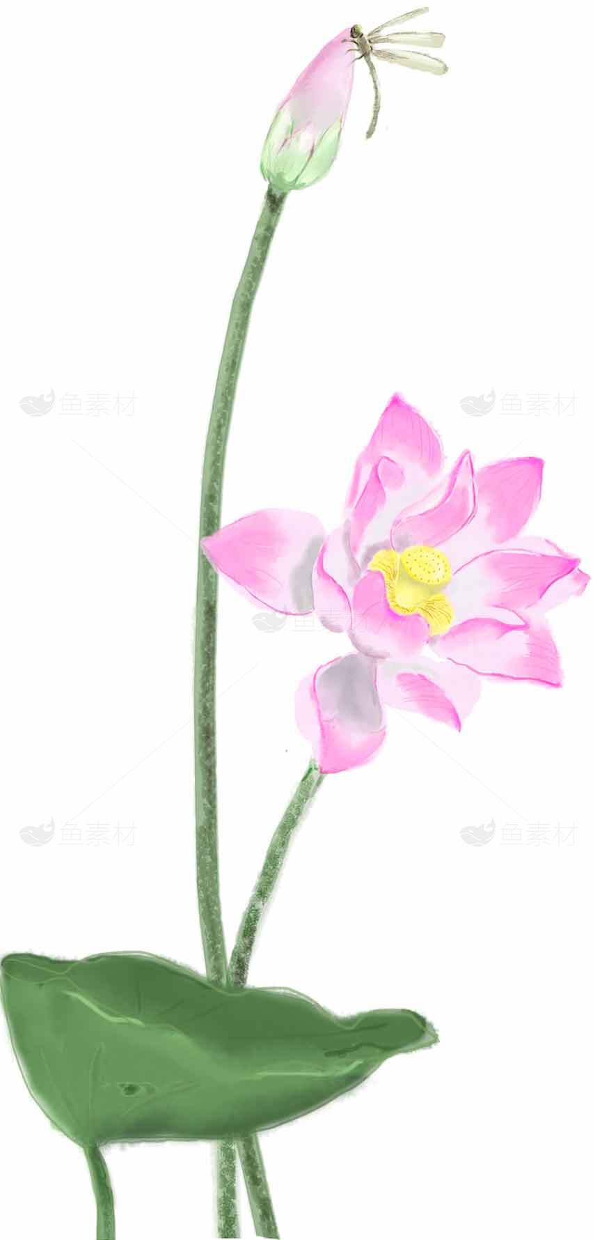 粉色荷花与蜻蜓的唯美水彩画素材