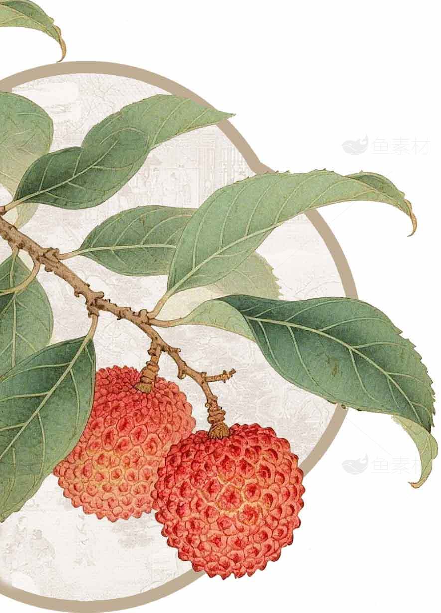 荔枝插画：自然风格果树艺术设计素材