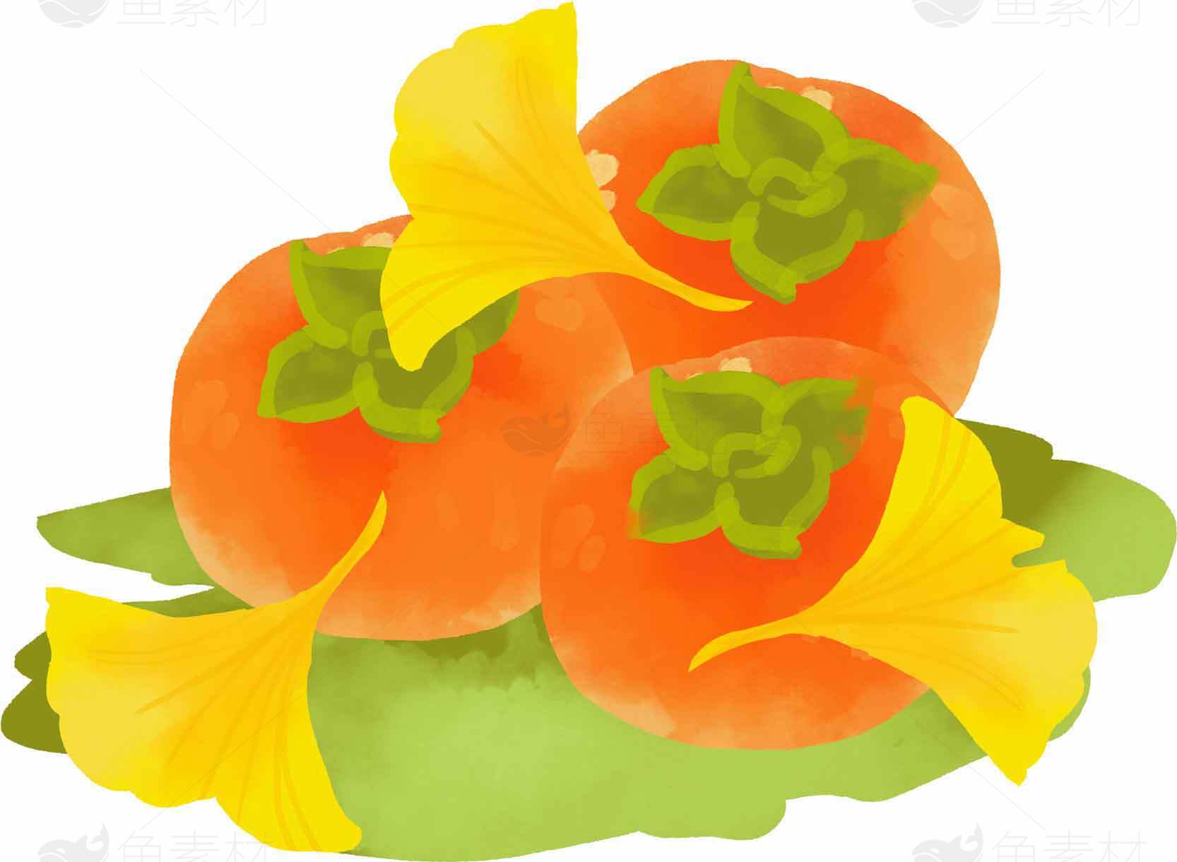 秋季柿子与银杏叶插画图片素材