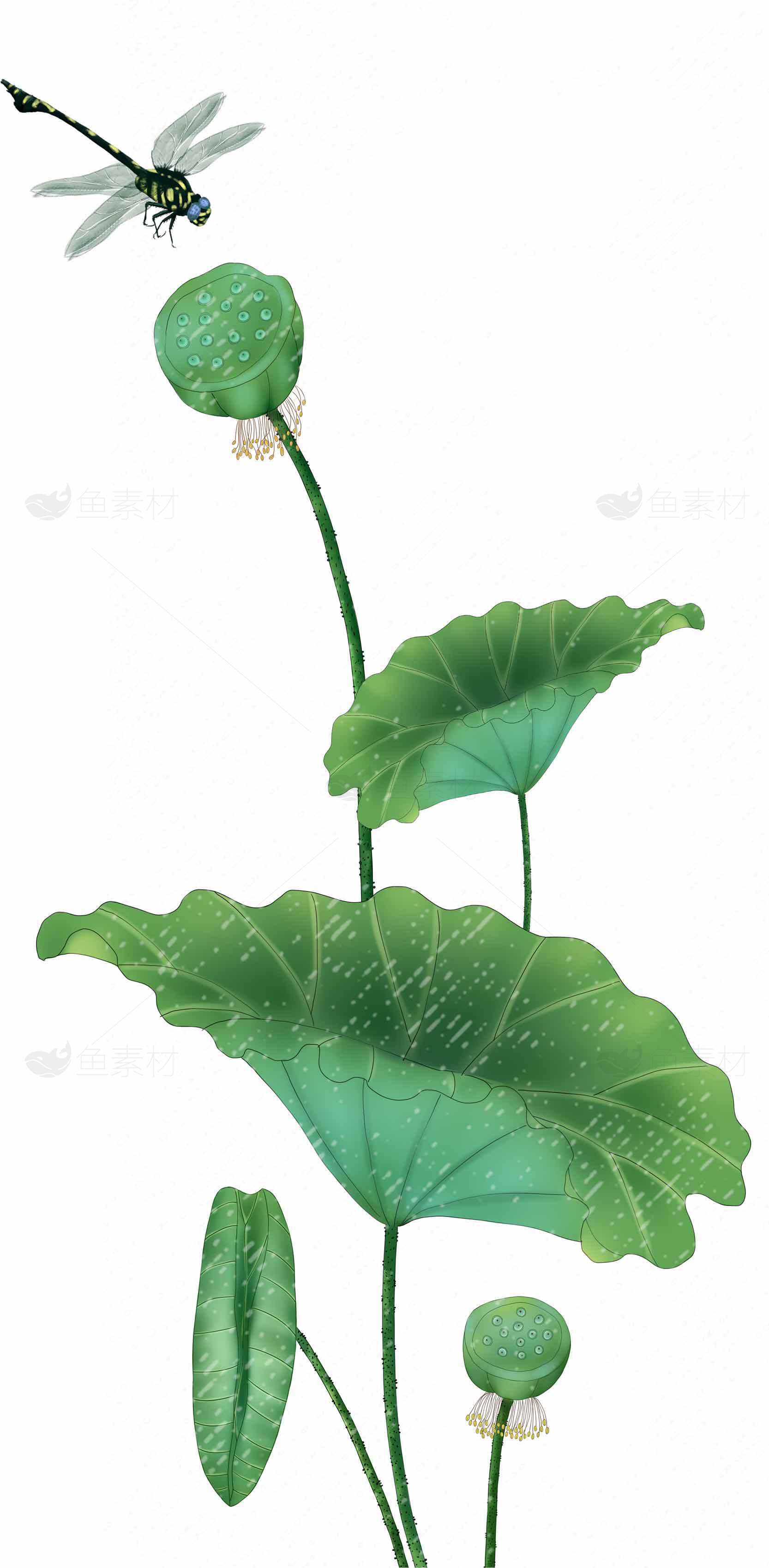 荷叶与蜻蜓唯美插画图片素材