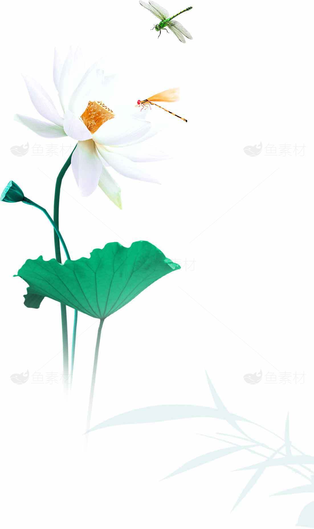 清新荷花与蜻蜓的唯美意境插画素材
