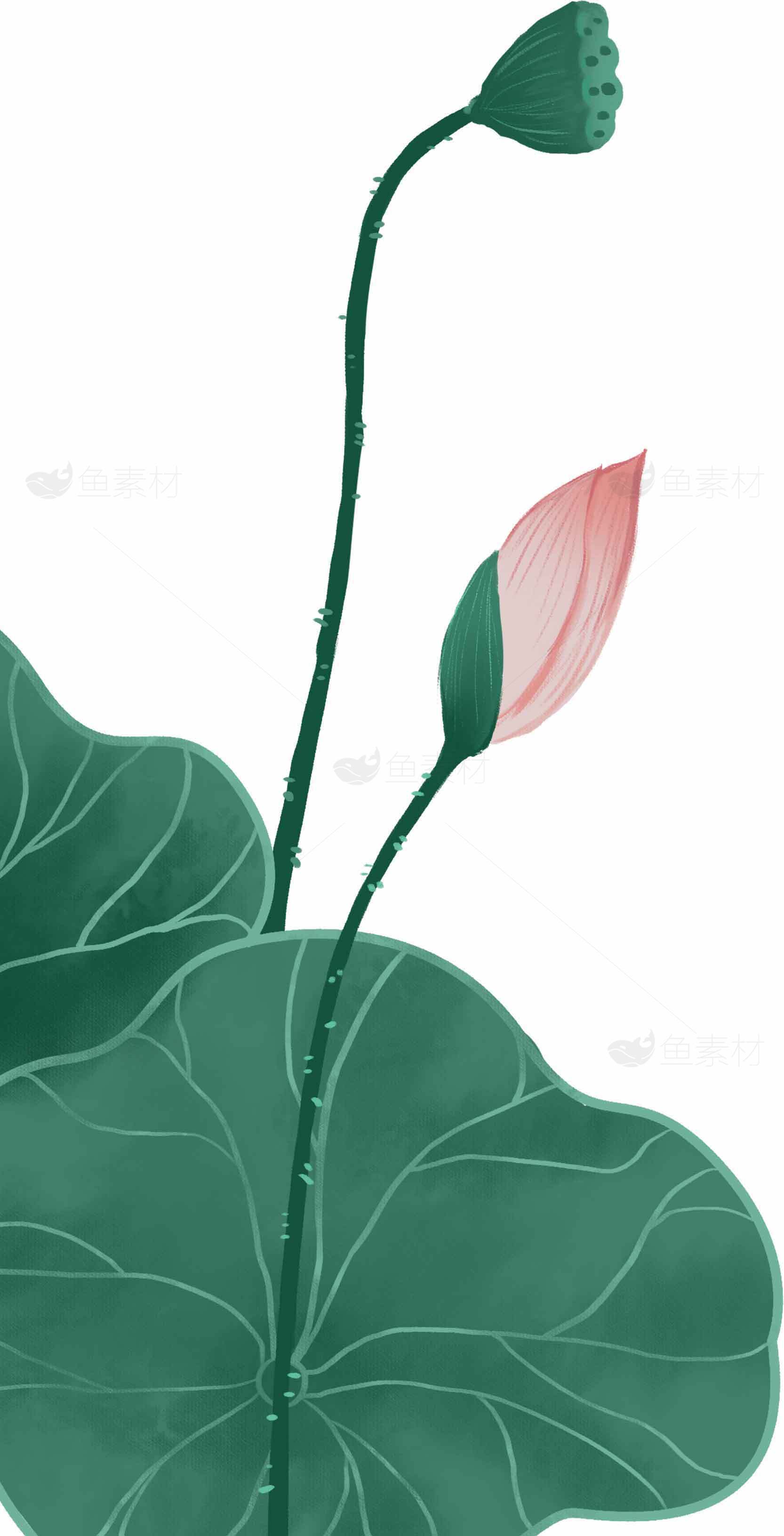 清新荷花主题插画设计素材图片