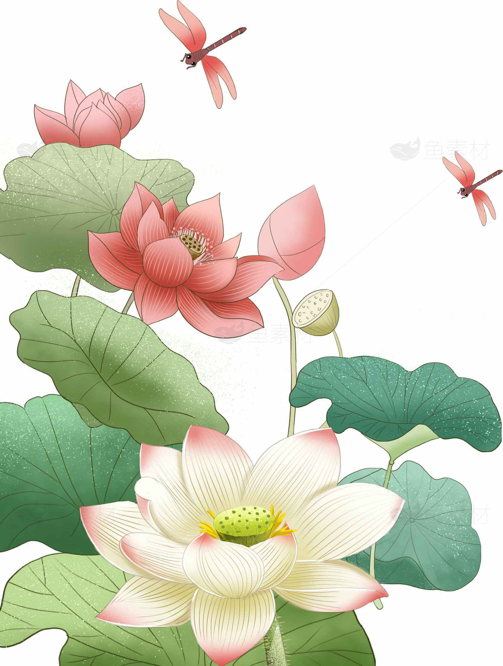 唯美荷花与蜻蜓插画设计图片素材