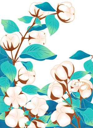 棉花植物插画设计：自然与清新之美