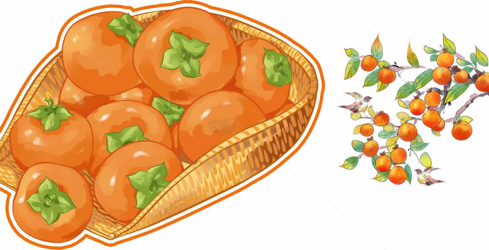 秋季新鲜柿子插画设计素材