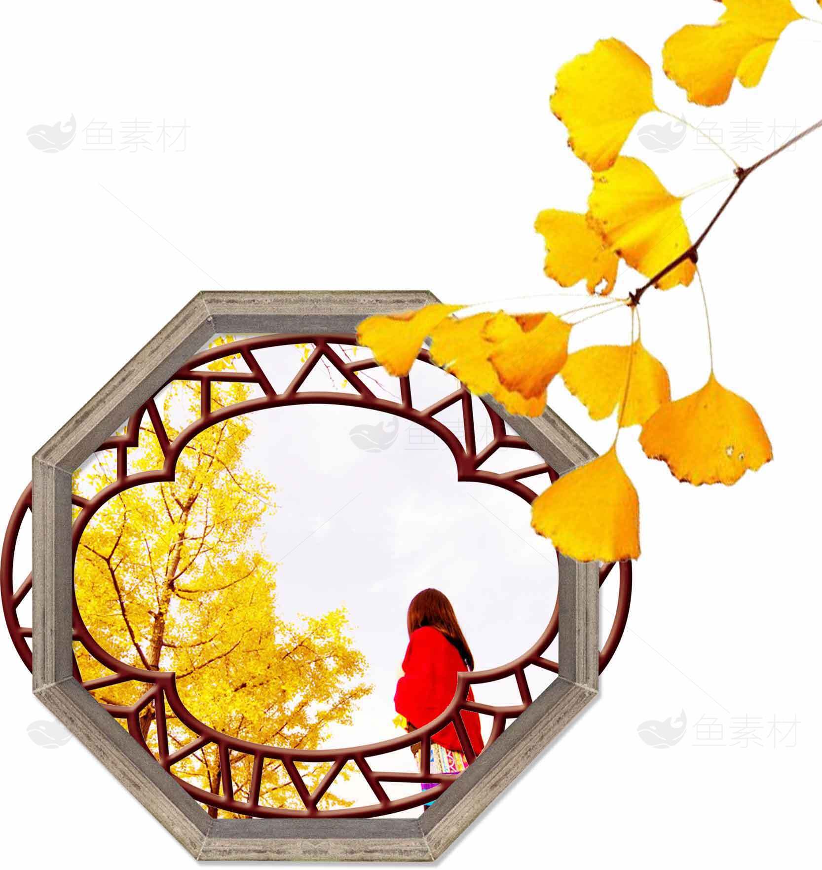秋季银杏树与传统窗格的唯美画面素材