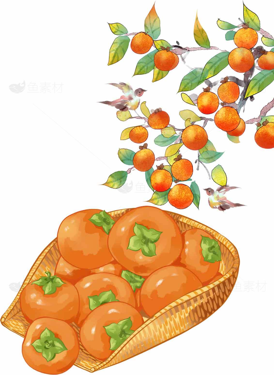 秋季柿子插画：展现丰收景象与自然魅力素材
