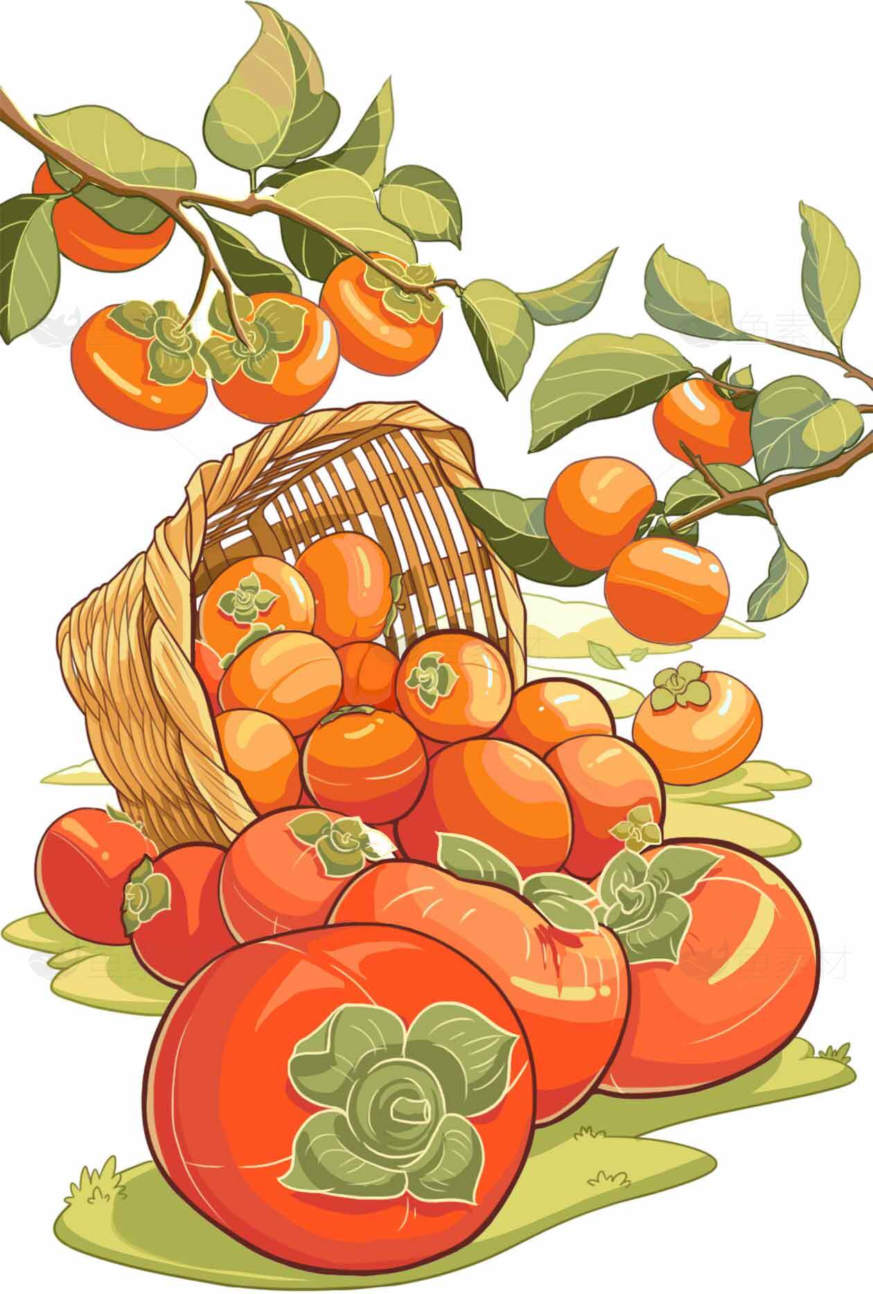 秋季柿子丰收插画图片素材