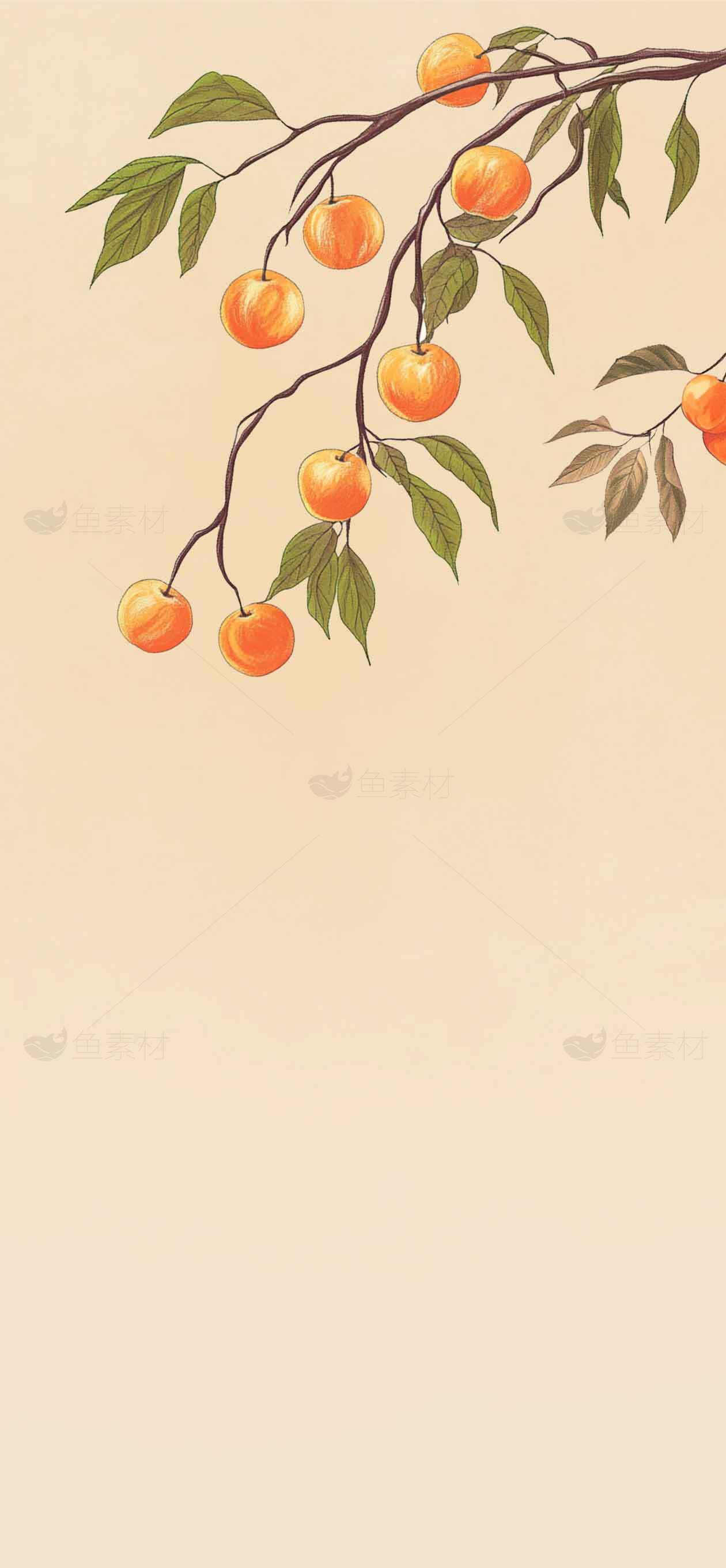 手绘柿子枝条背景图片素材