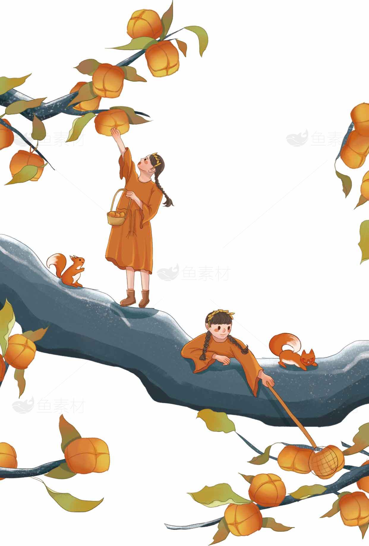 秋季采摘柿子插画图片素材