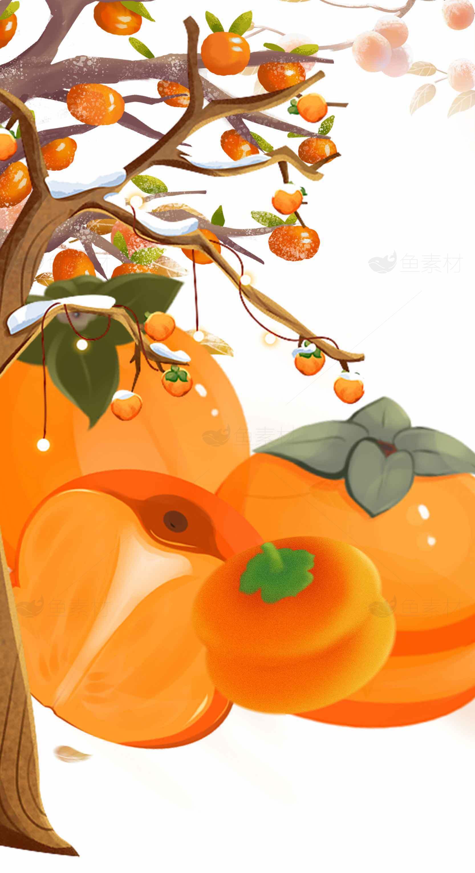 秋季柿子树插画图片素材