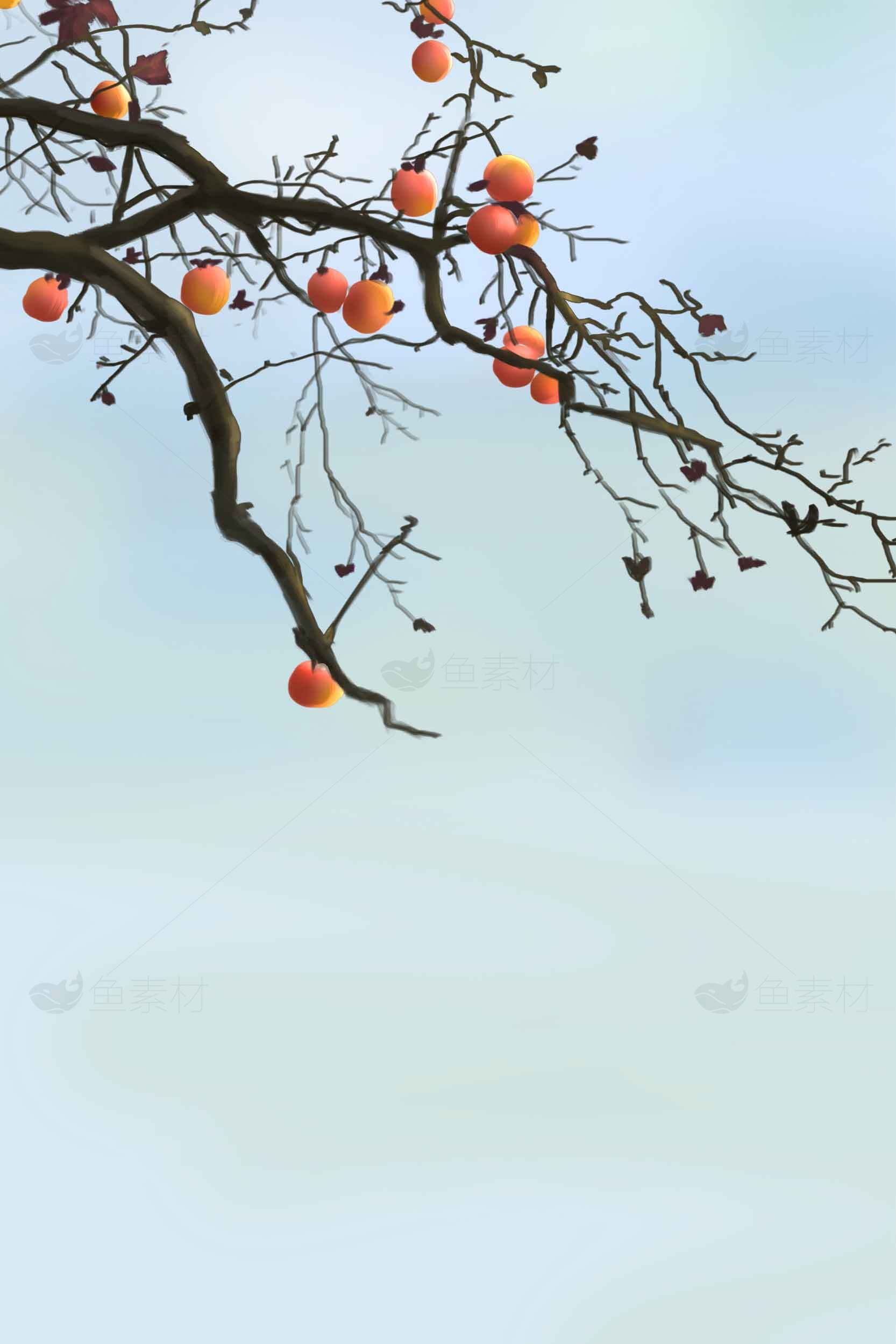 秋天柿子树枝唯美风景图片素材
