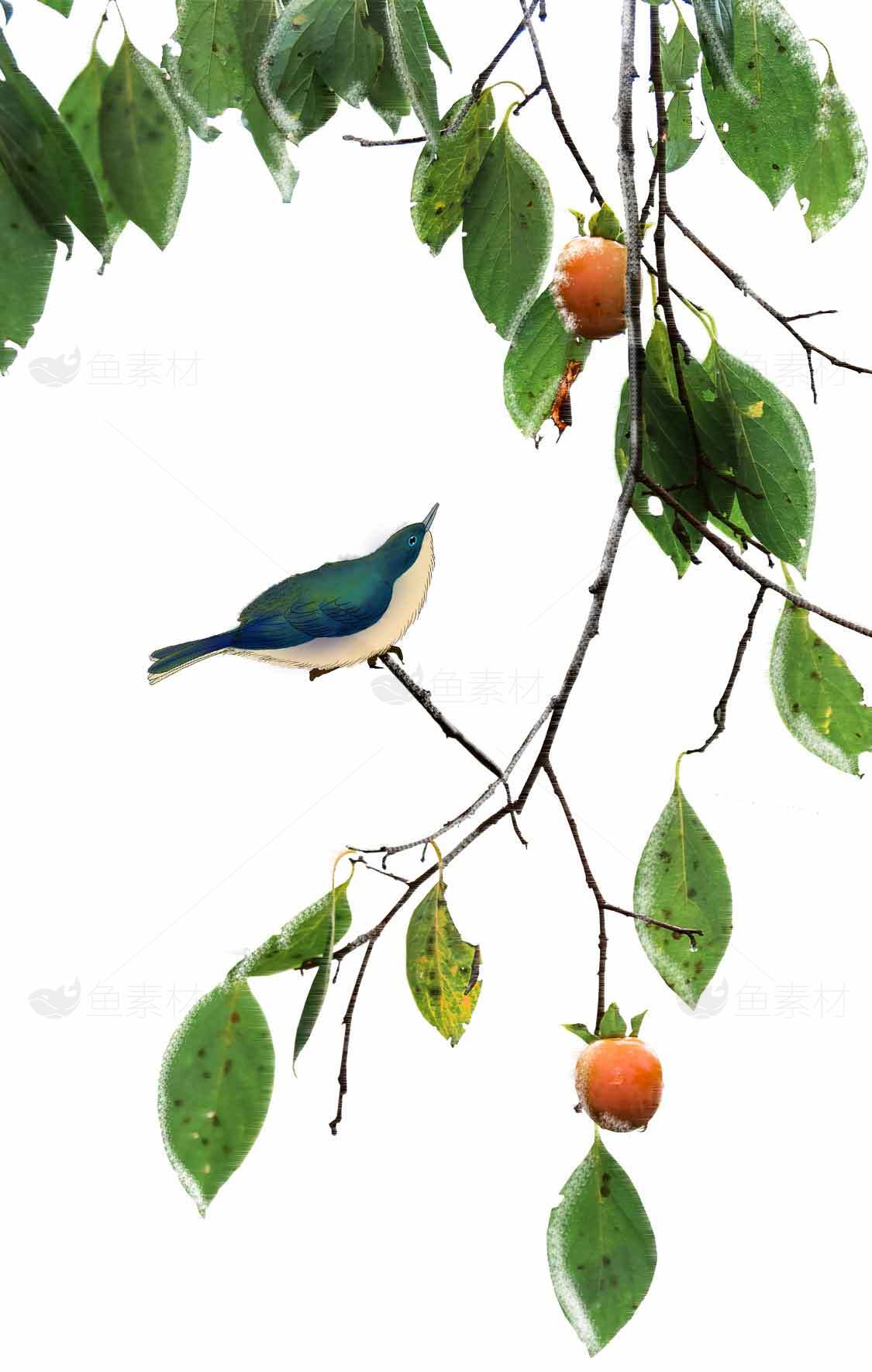 秋日柿树上的蓝色小鸟与绿叶唯美画面素材