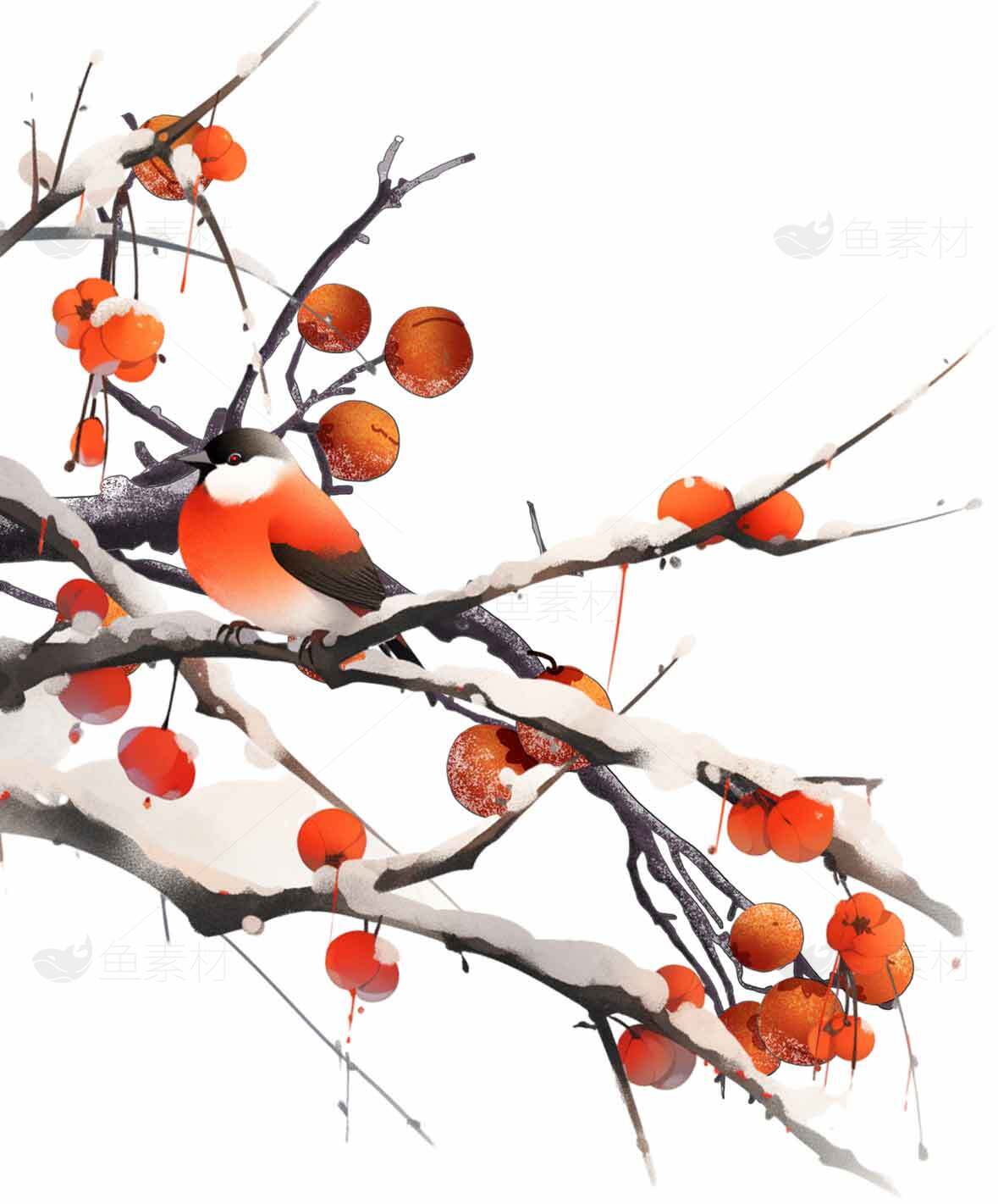冬日雪景中的红腹鸟与柿子树素材