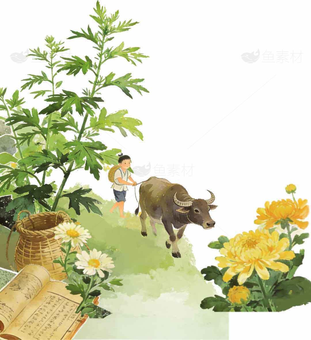 牧童与水牛插图：田园风光中的菊花与自然之美素材