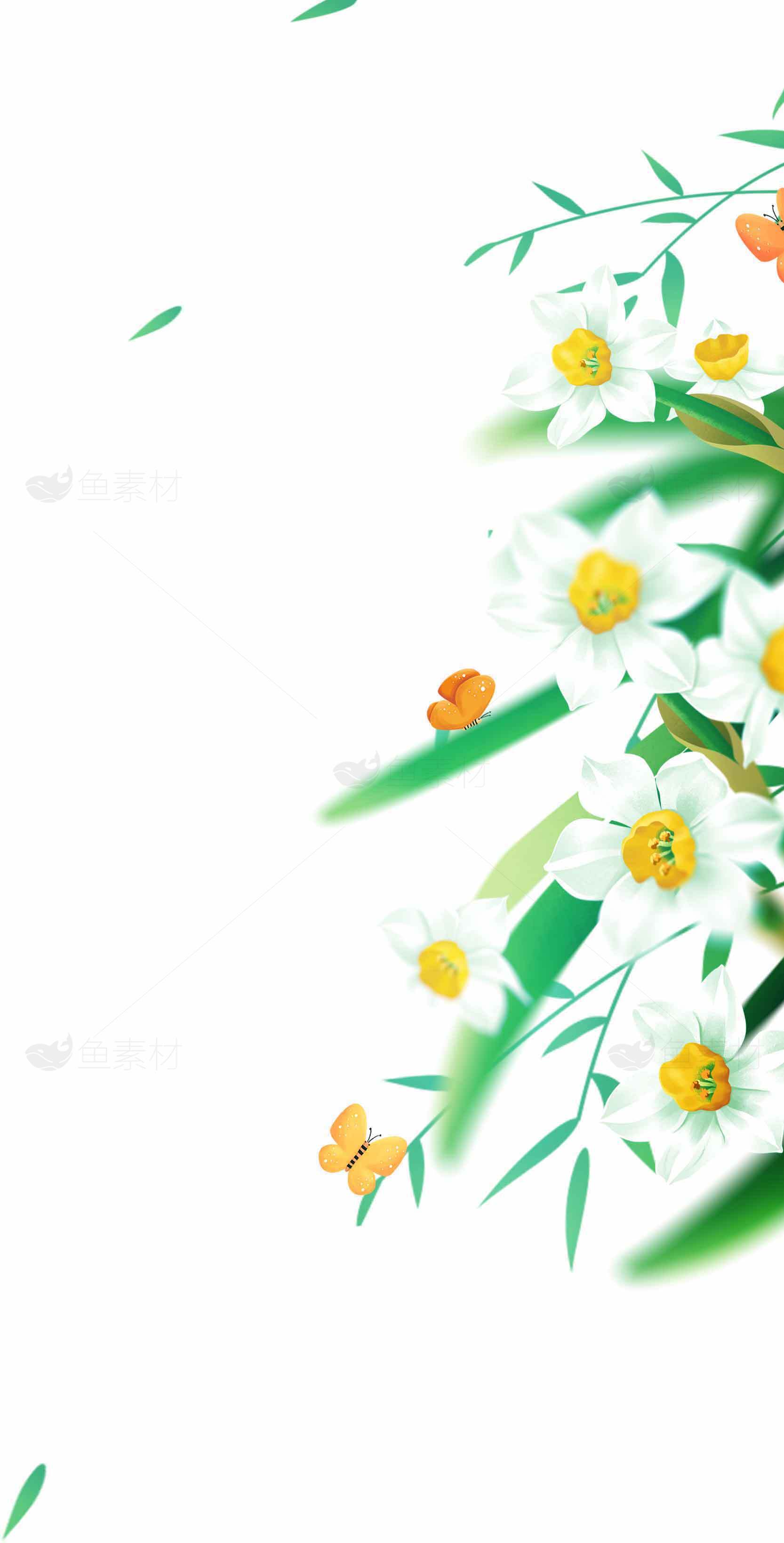 清新水仙花背景图片素材