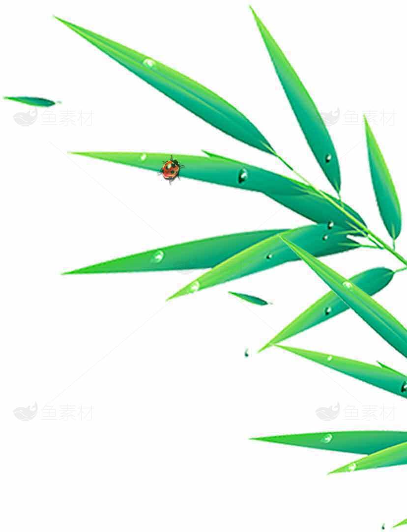清新竹叶与露珠背景图片素材