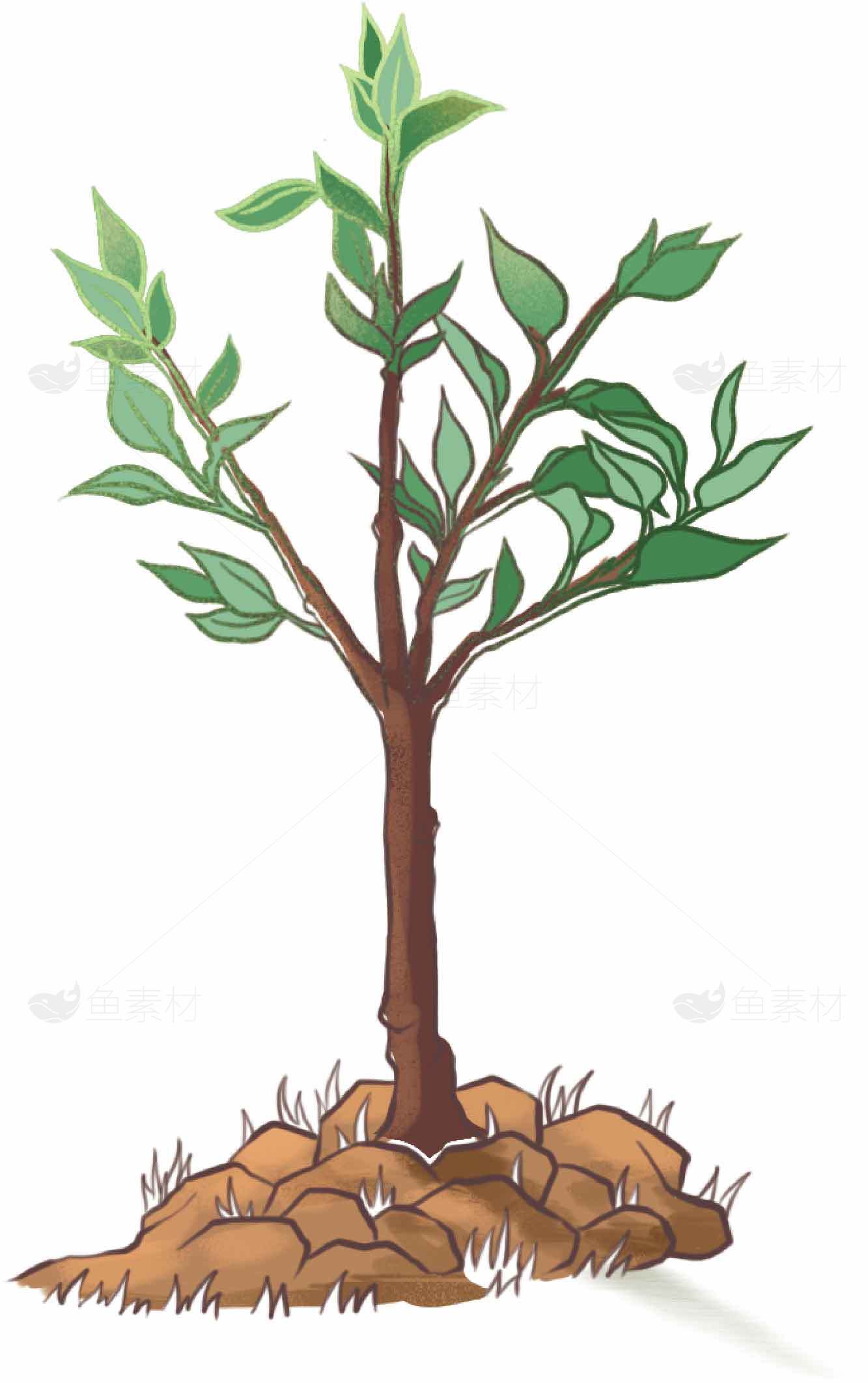 绿色小树苗插画图片素材