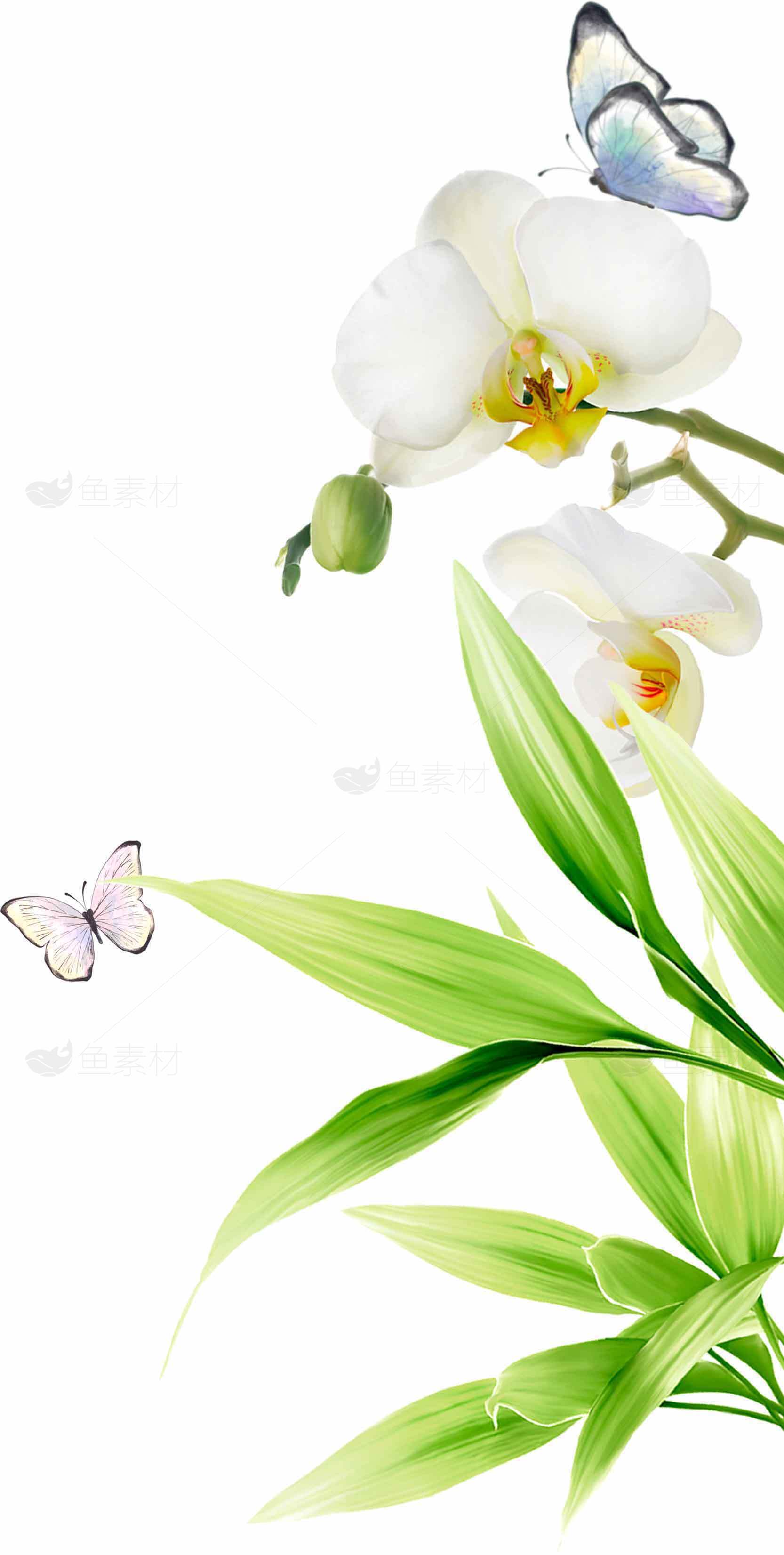 清新自然的蝴蝶与兰花装饰图片素材