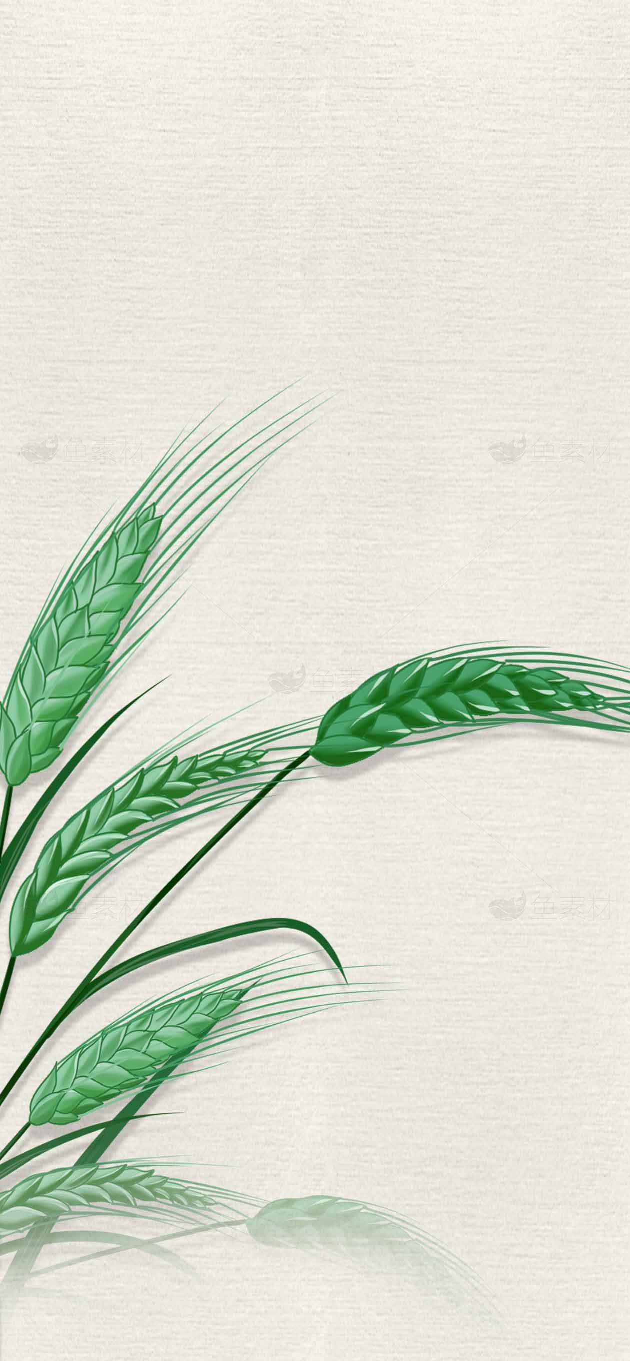 清新绿色麦穗背景图片素材