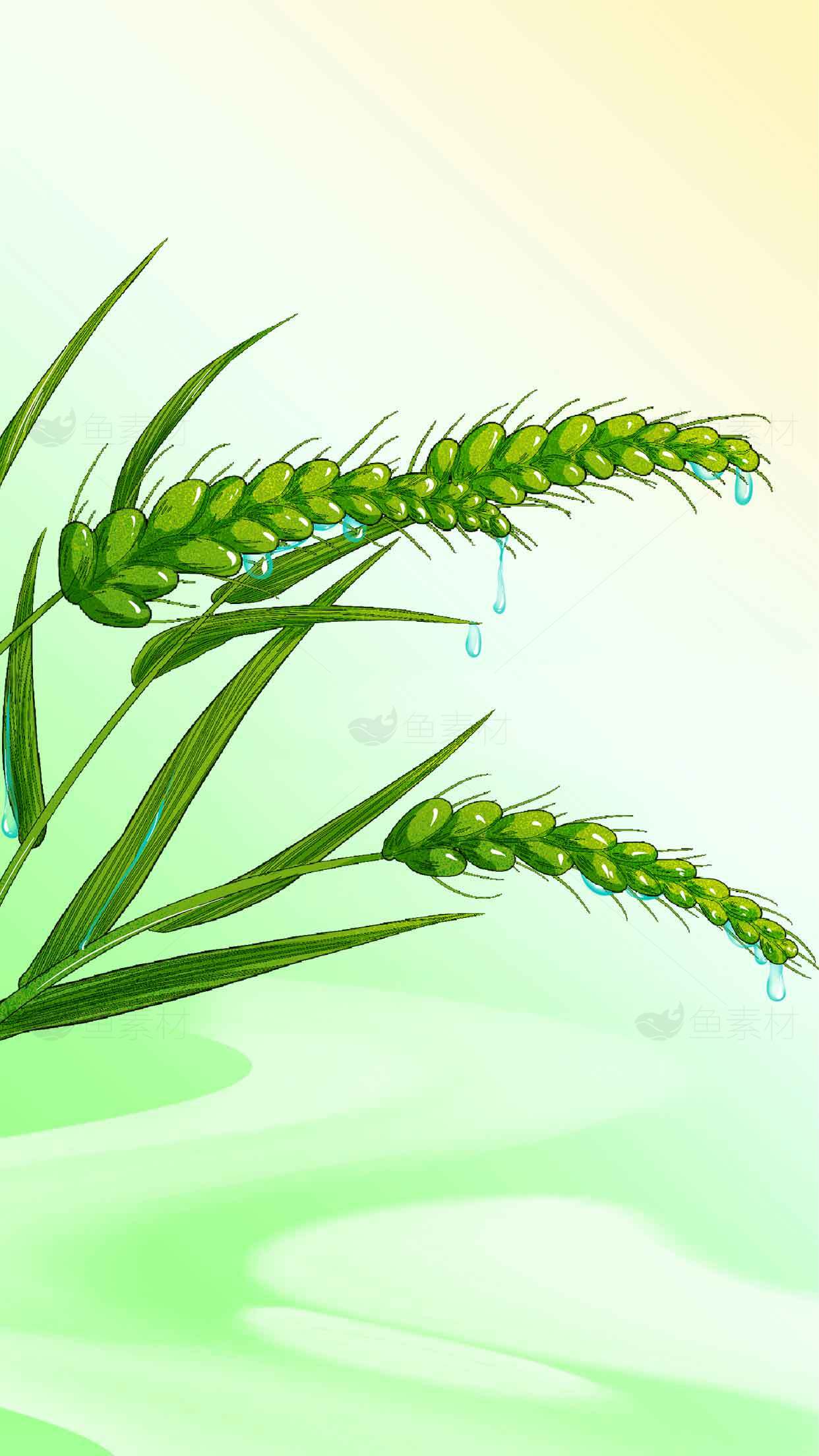 清新绿色麦穗插画图片素材