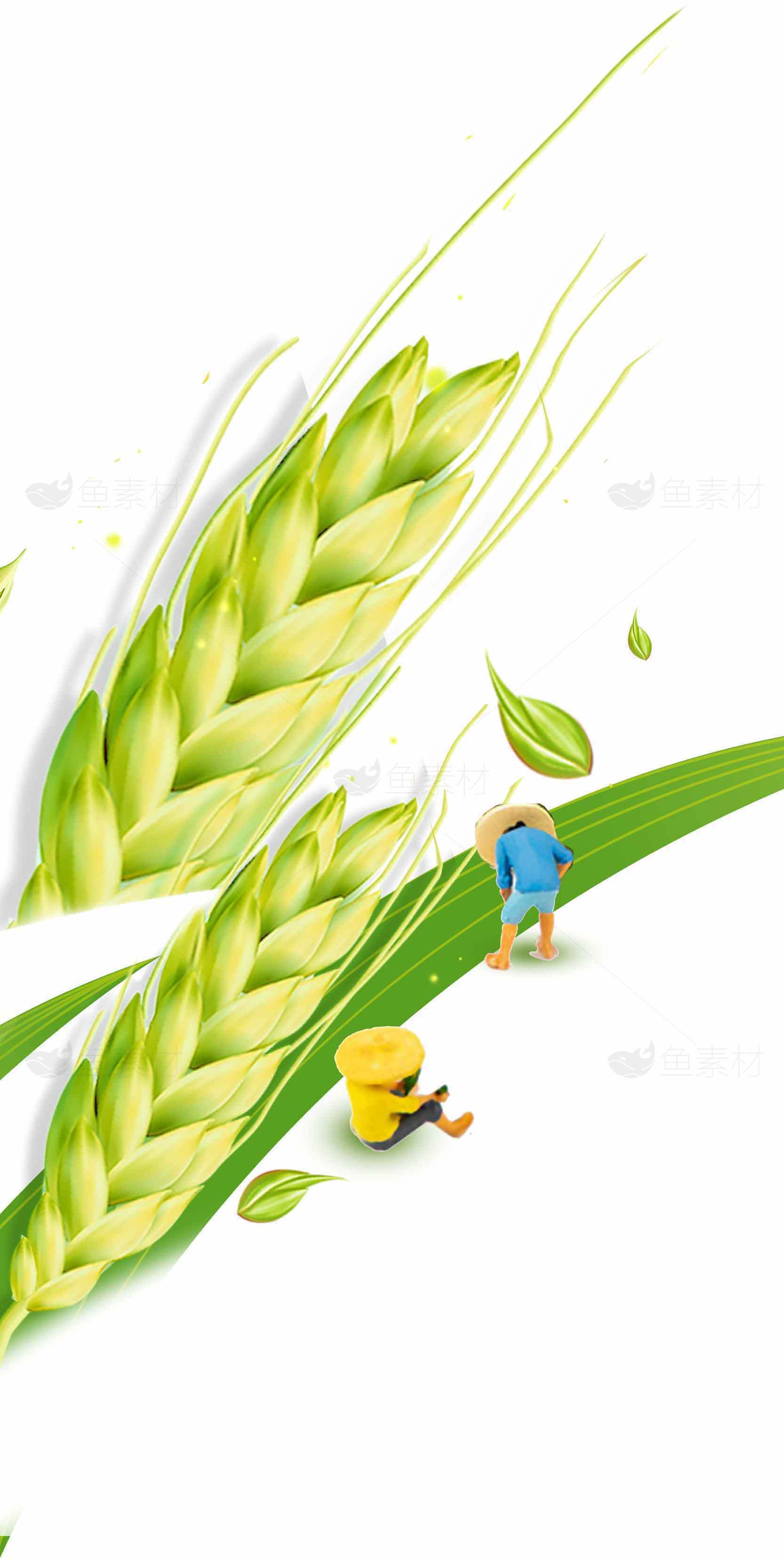 清新绿色麦穗插画设计图片素材